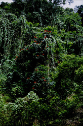 Red flowers in the lush rainforest of Viti Levu, Fiji