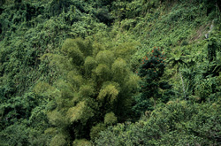 Explore the natural beauty of Viti Levu's rainforest with this majestic group of bamboo