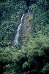 Impressive Waterfall amidst the Fascinating Rainforest of Viti Levu, Fiji