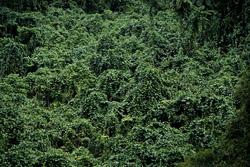 Discover the breathtaking beauty of the rainforest on Viti Levu, Fiji
