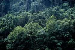 Majestic Rainforest on Viti Levu, Fiji - A Paradise for Nature Enthusiasts