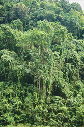 Explore the breathtaking tropical rainforest on Viti Levu, Fiji