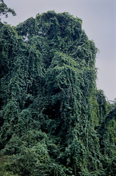 Explore the Beauty of the Rainforest of Viti Levu, Fiji