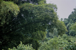 Impressive Bamboo Group inventory in the rainforest of Viti Levu, Fiji