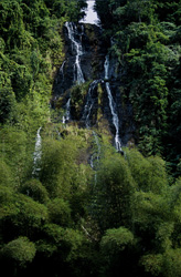 Idyllic Waterfall and Bamboo in the Lush Rainforest of Viti Levu, Fiji