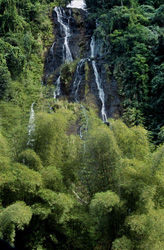 Experience the Beauty of a Majestic Waterfall in the Fascinating Rainforest of Fiji
