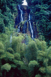 Discover the Beauty of the Waterfall in the Fiji Rainforest