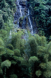 Discover the Beauty of a Picturesque Waterfall in the Jungle of Viti Levu, Fiji