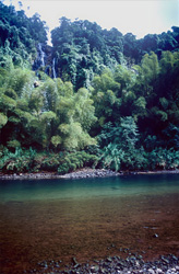Experience the Beauty of the Rainforest along the Navua River on Viti Levu, Fiji