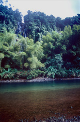 Explore the breathtaking jungle on the Navua River in Viti Levu, Fiji