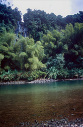 Fiume pittoresco nella densa foresta pluviale di Viti Levu, Figi