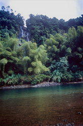 Tropical rainforest landscape at Navua River on Viti Levu, Fiji