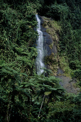 Sublime Waterfall in the Tropical Rainforest of Viti Levu, Fiji