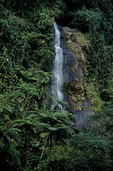 Discover an idyllic waterfall in the lush rainforest of Fiji