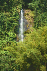 Cascade unique au cœur de la forêt tropicale de Fidji avec un cadre à couper le souffle