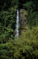 Idyllic Waterfall in the Lush Rainforest of Fiji