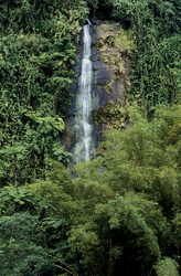 Fascinating Waterfall in the Rainforest of Fiji