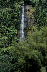 Fascinating Waterfall in the Fijian Rainforest