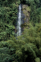 Experience the Natural Splendor of a Waterfall in the Fijian Rainforest