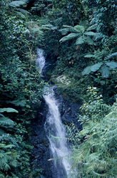 Unique Waterfall in the Rainforest of Viti Levu, Fiji