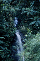 Discover the beauty of a waterfall in the Fiji rainforest