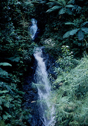 Experience the Untouched Nature of a Picturesque Waterfall in the Lush Rainforest of Fiji