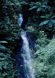 Discover the beauty of the majestic waterfall in the fascinating Fiji rainforest