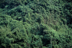 Explore the Wonders of the Rainforest on Viti Levu, Fiji