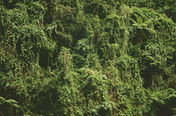 Explore the Fascinating Rainforest of Viti Levu, Fiji