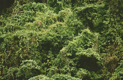 Magical rainforest on Viti Levu, Fiji - Nature's paradise teeming with life