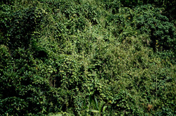 Fascinating Rainforest on Viti Levu, Fiji