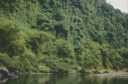 Foresta pluviale maestosa lungo il pittoresco fiume Navua su Viti Levu
