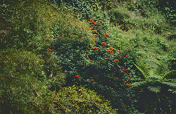 Captivating red flowers in the rainforest of Viti Levu, Fiji