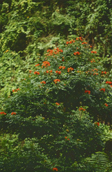 Blooming red hibiscus flowers in the lush rainforest of Viti Levu, Fiji