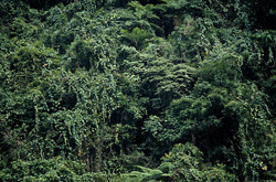 Fiji Rainforest