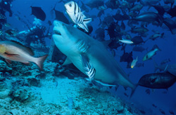 A majestic Bull Shark (Carcharhinus leucas) has arrived at Shark Reef