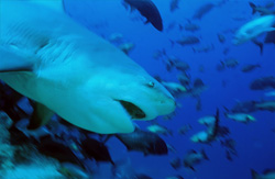 A majestic Bull Shark spotted in the waters of Fiji