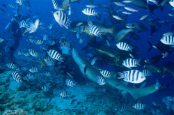 Rare Encounter: Tawny Nurse Shark and brave Diver in Beqa Lagoon, Fiji