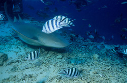 Tawny Nurse Shark on the Reef