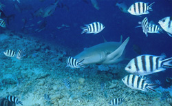 Dive into the World of the Tawny Nurse Shark and Scissortail Sergeants