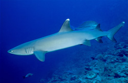 Majestic whitetip reef shark in its natural habitat