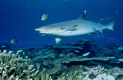 A majestic Whitetip Reef Shark roams the waters of Beqa Lagoon