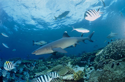Majestic whitetip reef shark exploring the colorful waters of Fiji