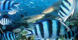 Fascinating Encounter: Two Whitetip Reef Sharks in Crystal Clear Waters