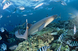 A diver observes fascinating Whitetip Reef Sharks in Beqa Lagoon, Fiji