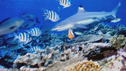 Fascinante tiburón de arrecife de puntas negras en las aguas de Fiji