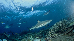 Requin à pointes noires fascinant sur des récifs coralliens colorés