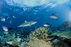 Fascinating Blacktip Reef Shark Swimming in the Coral Reef