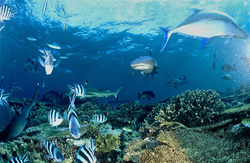 Requins à pointes blanches fascinants et requin à pointes noires dans les eaux de Fidji