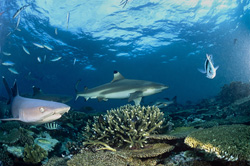 Découvrez la beauté des requins à pointes noires et des poissons de récif dans leur habitat naturel